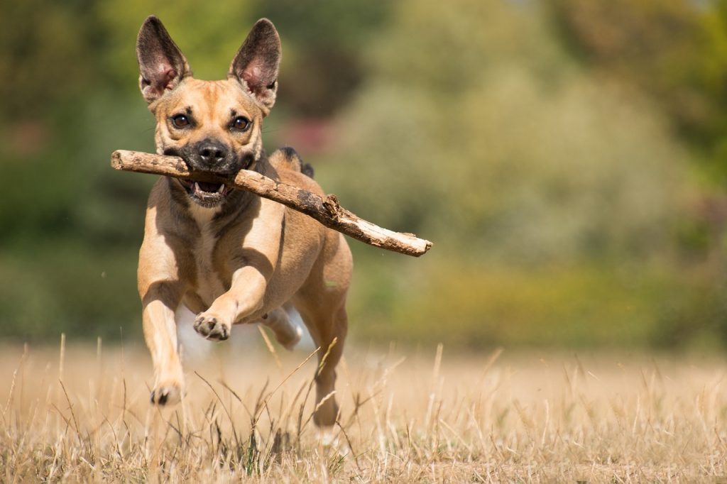 Dog Poop Pickup in Southeast, Michigan