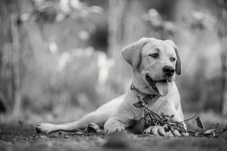 Dog Poop Pickup in Southeast, Michigan